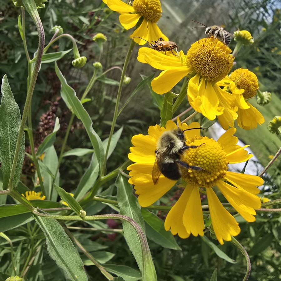 A bumblebee on yellow flowers in the farm garden