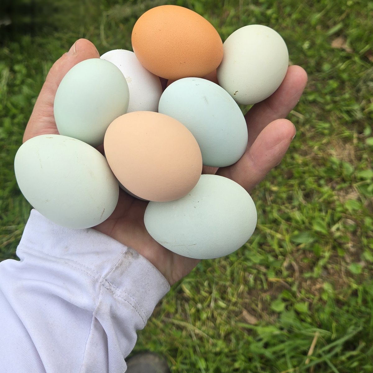 A handful of fresh blue, green and brown eggs from the farm's hens