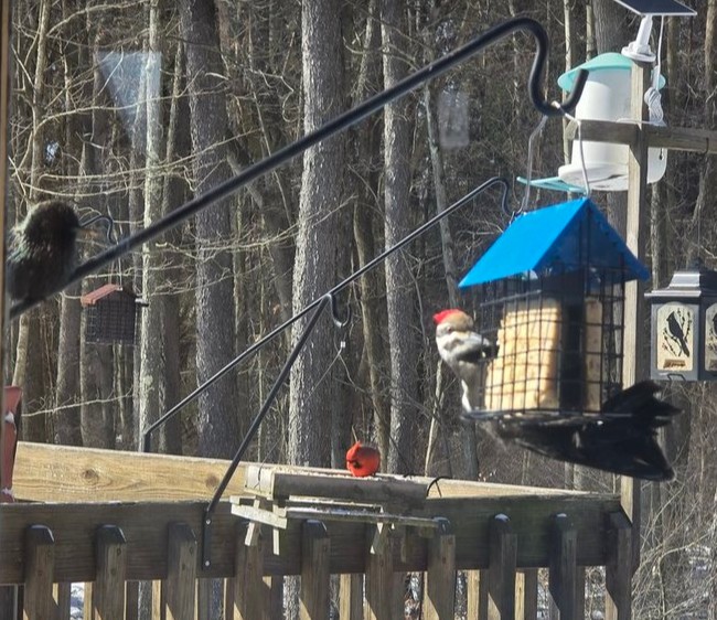 Wild birds at the feeders