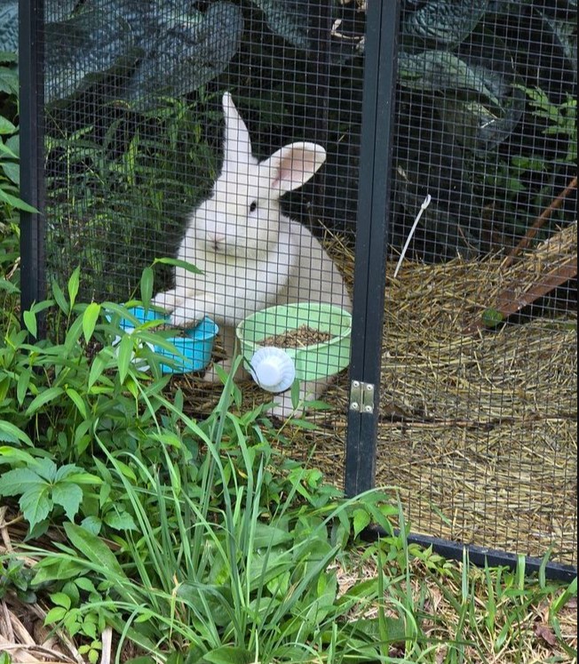 Wild rabbit on the farm