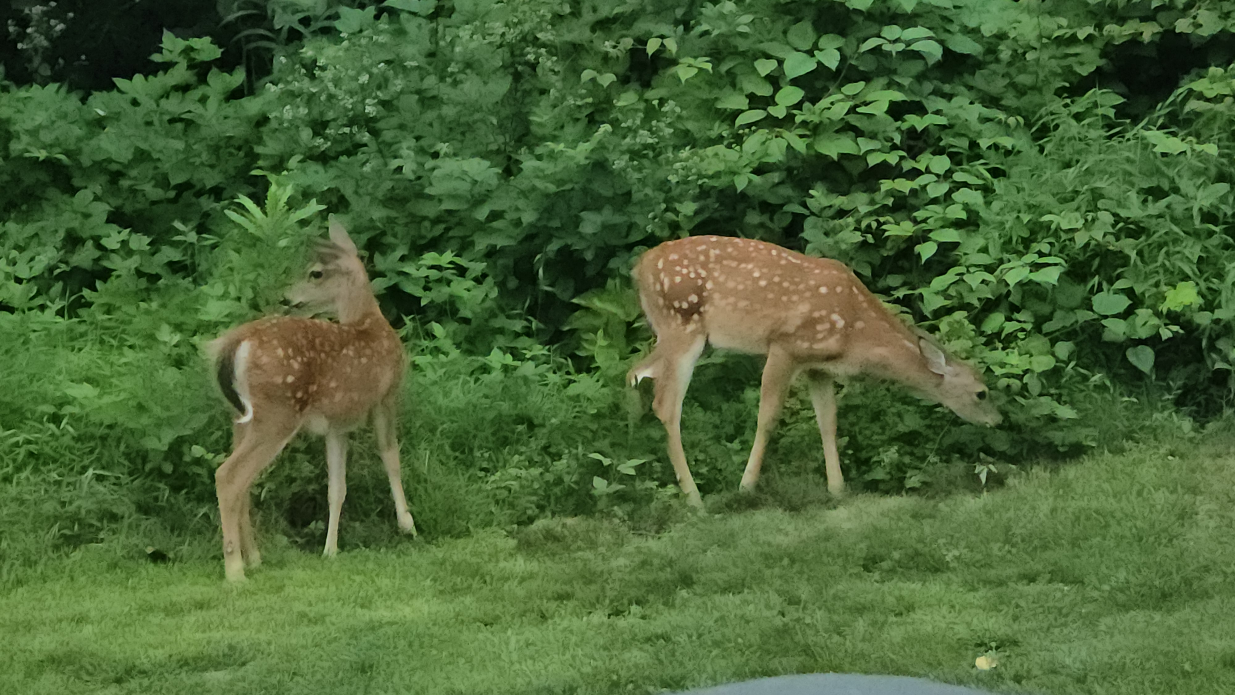 Twin fawns on the farm property