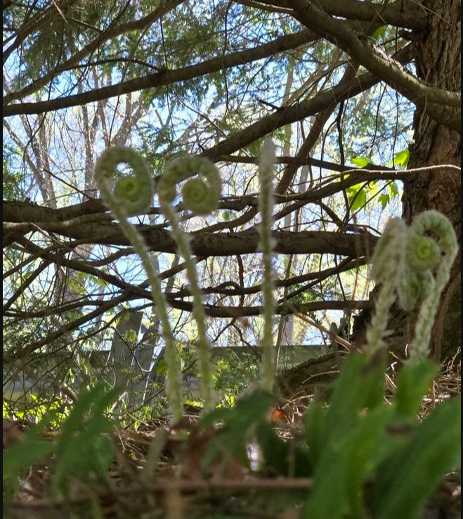 Fresh fiddleheads