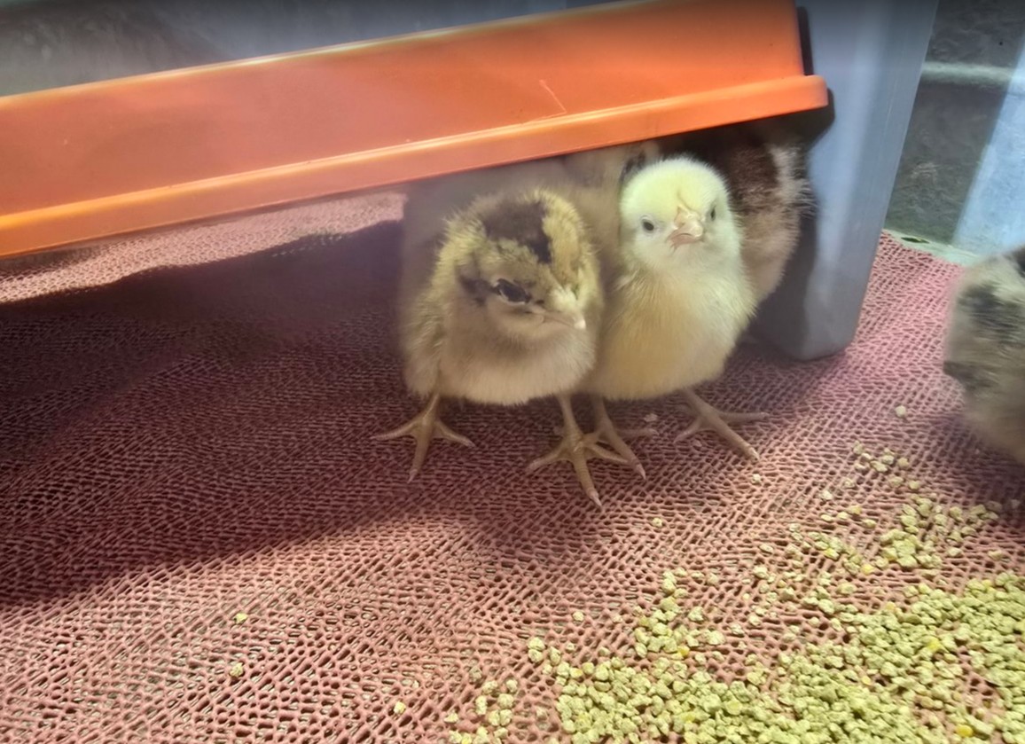 Chickens free-ranging on the farm