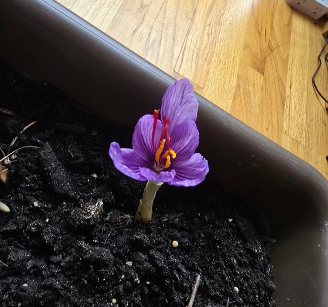 Saffron crocus harvest