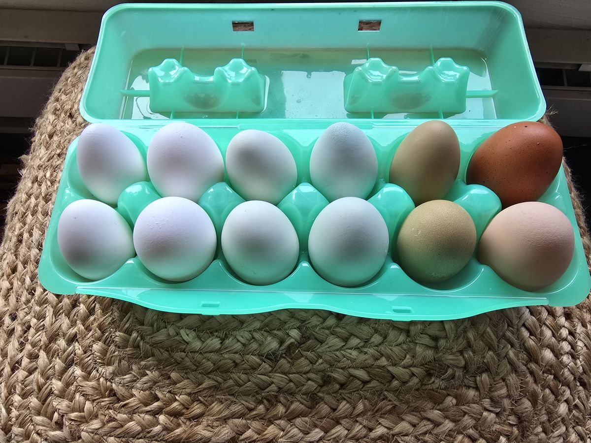 Farm fresh rainbow eggs